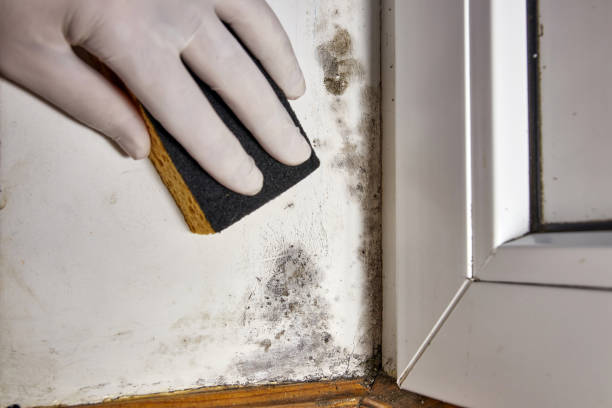 Best Residential Mold Inspection & Testing  in Sterling, AK